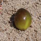 L�oliva di mare �  Si tratta del frutto della Posidonia oceanica. L�oliva di mare � sferica, carnosa e ricca di sostanze oleose che, in acqua, ne consente il galleggiamento (foto di Tigerente)